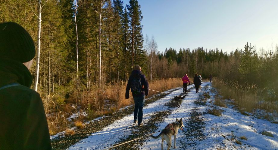 Wandeling met de honden